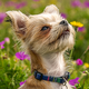 Illustration for article titled If You Have a Dog, You Can't Miss This Gadget Guide for the Spring